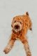 Goldendoodle Puppies for sale in Hudson Valley, NY, USA. price: NA