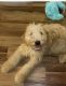 Goldendoodle Puppies for sale in Detroit, MI, USA. price: NA