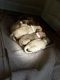 Goldendoodle Puppies for sale in Gainesville, GA, USA. price: $2,000