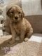 Goldendoodle Puppies for sale in Muskogee, OK, USA. price: NA