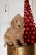 Goldendoodle Puppies for sale in Ventura County, CA, USA. price: NA