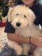 Goldendoodle Puppies for sale in Wesley Chapel, FL, USA. price: $800
