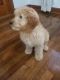 Goldendoodle Puppies for sale in Rego Park, Queens, NY, USA. price: NA