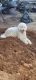 Goldendoodle Puppies for sale in Mesa, AZ, USA. price: NA