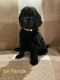 Goldendoodle Puppies for sale in Muskogee, OK, USA. price: $600