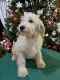 Goldendoodle Puppies for sale in King, NC, USA. price: $500