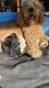 Goldendoodle Puppies for sale in Orlando, FL, USA. price: $3,000