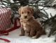 Goldendoodle Puppies for sale in Danbury, CT, USA. price: NA