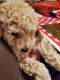 Goldendoodle Puppies for sale in Bel Air, MD 21015, USA. price: $750