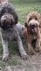 Goldendoodle Puppies for sale in West Columbia, TX 77486, USA. price: NA