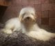 Goldendoodle Puppies for sale in Halifax, VA, USA. price: NA