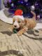 Goldendoodle Puppies for sale in 15 Sherwood Ct, Greenville, OH 45331, USA. price: $1,000