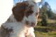 Goldendoodle Puppies for sale in Elma, WA 98541, USA. price: NA