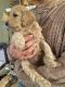 Goldendoodle Puppies for sale in Bolivar, TN 38008, USA. price: $1,200