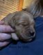 Goldendoodle Puppies for sale in Shelburne, VT, USA. price: NA