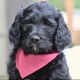 Goldendoodle Puppies for sale in La Center, WA, USA. price: $1,800