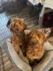 Goldendoodle Puppies for sale in Nampa, ID, USA. price: NA