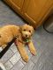 Goldendoodle Puppies for sale in Mulberry, FL 33860, USA. price: $2,500