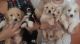 Goldendoodle Puppies for sale in Brighton, CO, USA. price: NA