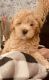 Goldendoodle Puppies for sale in Visalia, CA, USA. price: $1,200