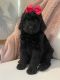 Goldendoodle Puppies for sale in Sallisaw, OK 74955, USA. price: NA