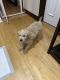 Goldendoodle Puppies for sale in Chicago, IL, USA. price: $1,000