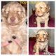Goldendoodle Puppies for sale in Greenfield, MO 65661, USA. price: NA