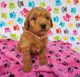 Goldendoodle Puppies for sale in Orlando, FL, USA. price: $1,200