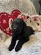 Goldendoodle Puppies for sale in Shawnee, OK, USA. price: NA