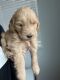 Goldendoodle Puppies for sale in Windsor, CO, USA. price: NA
