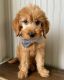 Goldendoodle Puppies for sale in New Hartford, IA, USA. price: $1,500