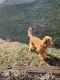 Goldendoodle Puppies for sale in Waldorf, MD, USA. price: NA