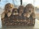 Goldendoodle Puppies for sale in Wichita, KS, USA. price: $1,000