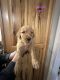 Goldendoodle Puppies for sale in Beaverton, MI 48612, USA. price: $1,000