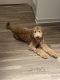 Goldendoodle Puppies for sale in Germantown, MD, USA. price: $2,500