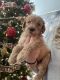 Goldendoodle Puppies for sale in Bastrop, TX 78602, USA. price: $1,100