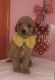 Goldendoodle Puppies for sale in Russell Springs, KY 42642, USA. price: NA