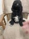 Goldendoodle Puppies for sale in Stewartville, MN 55976, USA. price: $795