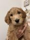 Goldendoodle Puppies for sale in Homestead, FL, USA. price: NA