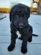 Goldendoodle Puppies for sale in Midville, GA 30441, USA. price: NA