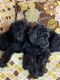 Goldendoodle Puppies for sale in Piedmont, SC 29673, USA. price: $600