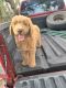Goldendoodle Puppies for sale in Avon Park, FL 33825, USA. price: NA