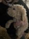 Goldendoodle Puppies for sale in Tillamook, OR 97141, USA. price: NA