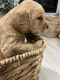 Goldendoodle Puppies for sale in Windsor, CO, USA. price: $1,500