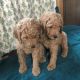 Goldendoodle Puppies for sale in Belfair, WA 98528, USA. price: $1,200