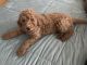 Goldendoodle Puppies for sale in Horace, ND 58047, USA. price: $900