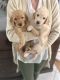 Goldendoodle Puppies for sale in Bradenton, FL, USA. price: $1,000