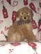 Goldendoodle Puppies for sale in Longview, TX, USA. price: $1,000
