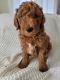 Goldendoodle Puppies for sale in Mokena, IL, USA. price: NA