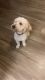 Goldendoodle Puppies for sale in Tavares, FL 32778, USA. price: $1,200